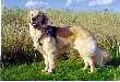 Yashi von Pullenhiemer, 5/2/98, Photo by Charles Packard