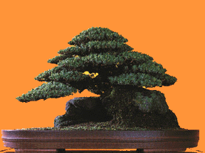 Picture of Bonsai